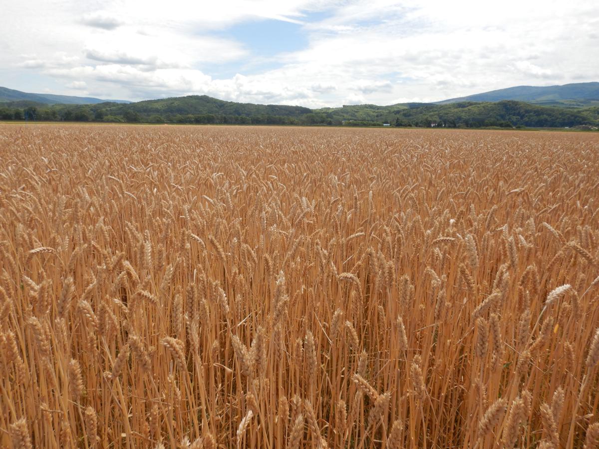 北海道産麦コンソーシアム
