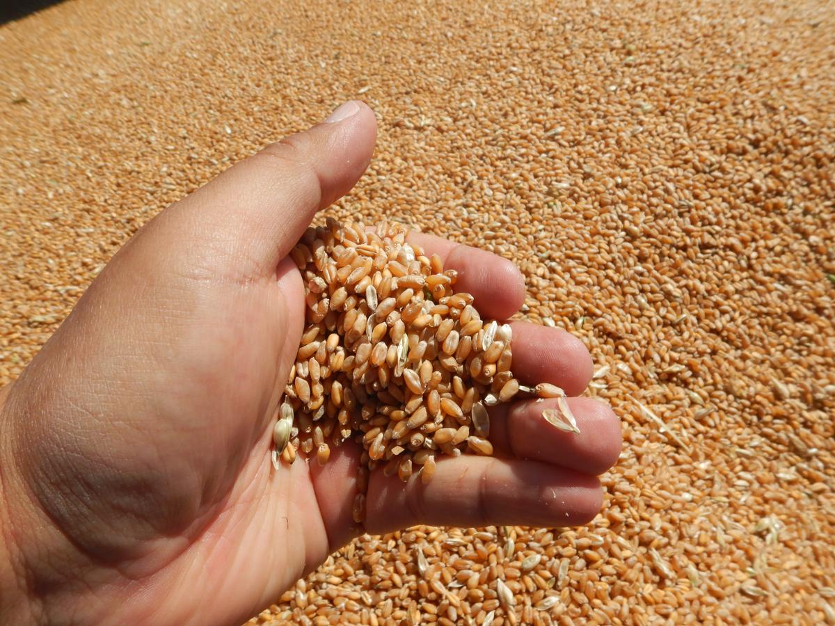 北海道産麦コンソーシアム