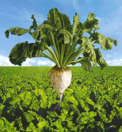 日本ビート糖業協会 