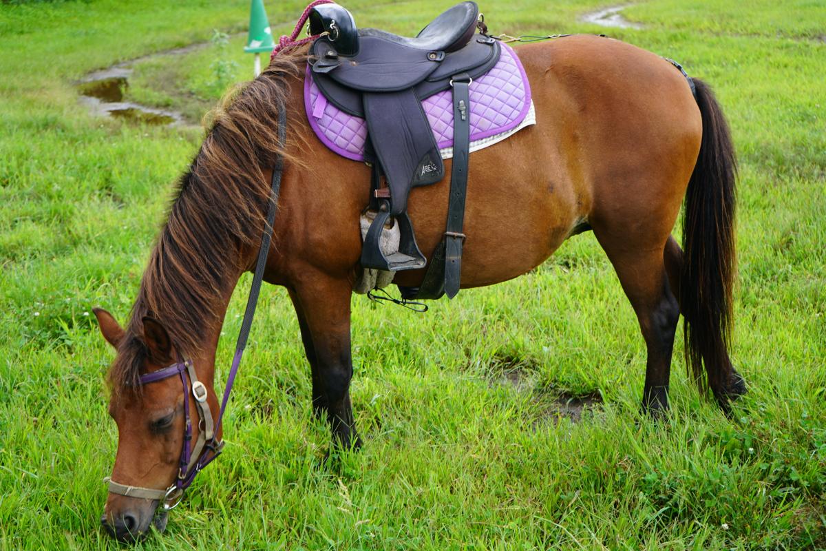 北海道和種馬保存協会