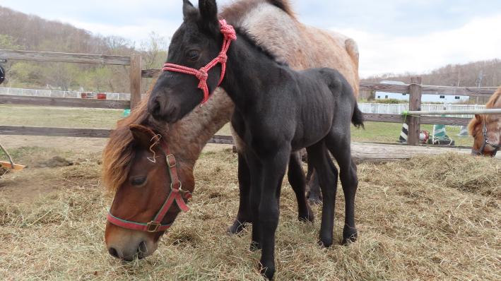 北海道和種馬保存協会